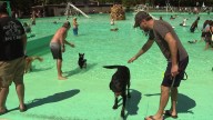 Knoebels hosts 'Doggie Dive' in Elysburg