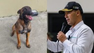 Reveladores detalles sobre la búsqueda del perro Wilson en la selva del Guaviare