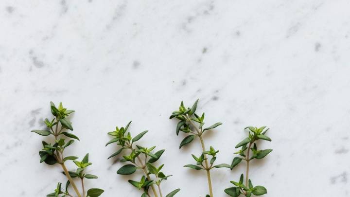 La planta aromática que es un tesoro natural: aprovecha sus beneficios digestivos, antioxidantes y relajantes en una simple infusión
