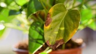 Asuntos de plantas: ¿qué pasa si me olvido de regar las especies del hogar?