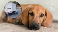 Captan a camión arrastrando a perrito con una cuerda en calles de Puerto Escondido