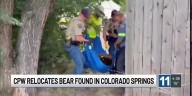 Colorado Parks and Wildlife relocates bear found in Colorado Springs