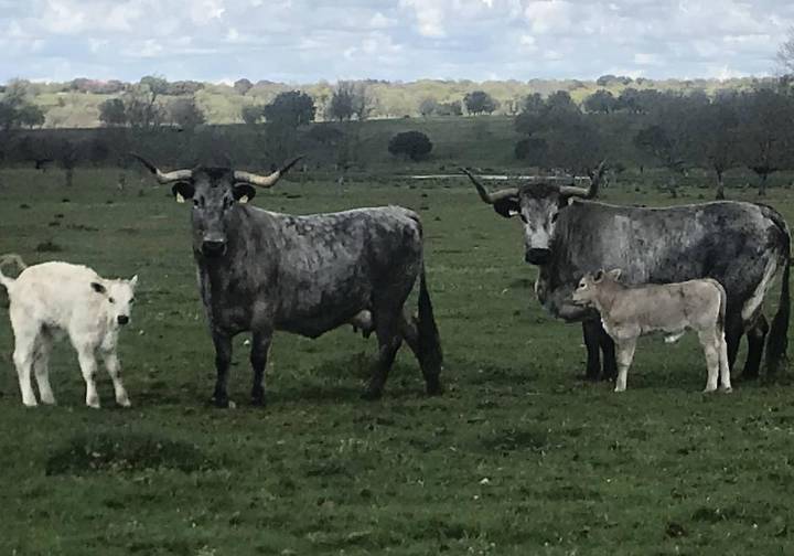 Nanta impulsa la producción de carne de vacuno con soluciones innovadoras