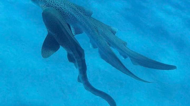 Marine Biologists Just Filmed a Shark Threesome, and It's a Win for Science
