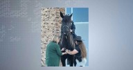 Spirit joins Madison Police Mounted Patrol