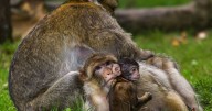 I visited a top wildlife park just a short drive from Manchester