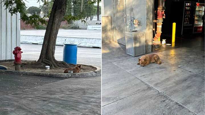 California Dog Endured A Year In A Truck Yard, Longing For Love And A Cozy Home