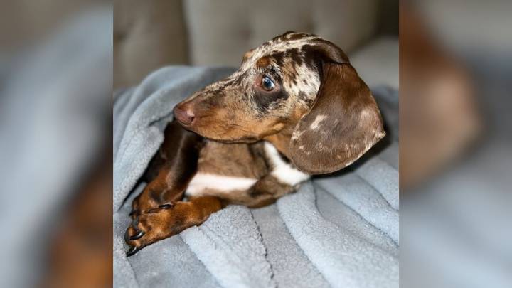 Florida Dachshund Puppy Stashes His Treats In A Spot So Obvious You Won’t Believe It