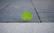 Qué significa la palabra "resiliencia": origen y en qué casos se usa