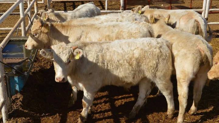 Ganaderos respaldan iniciativa para sancionar riesgos a la sanidad animal en Chihuahua
