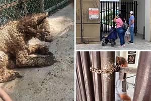 Cierran La Pastora tras difundirse video de osa enferma