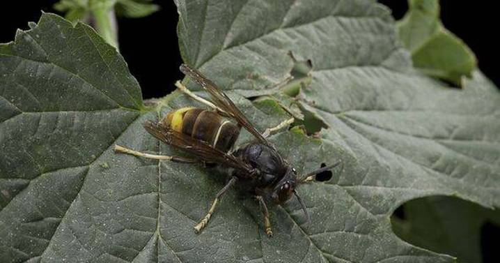 Yellow-legged hornets pose 'significant threat' as Brits urged to do two things