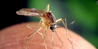2 more mosquito pools in Dodge County test positive for West Nile virus