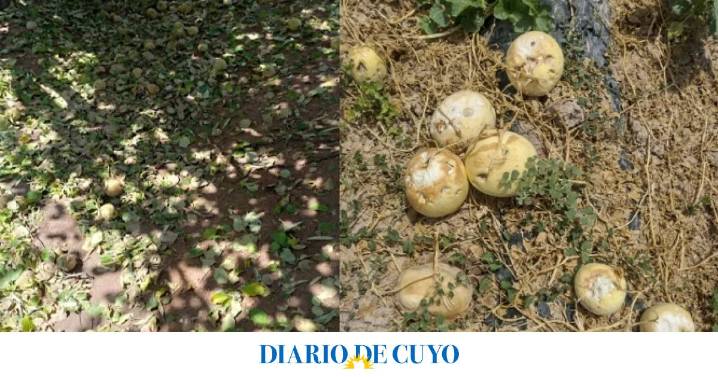 El Gobierno Nacional oficializó la emergencia agropecuaria en 16 departamentos de San Juan