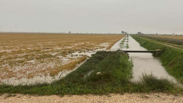 Las lluvias torrenciales ponen en jaque la cosecha de 30 millones de kilos de arroz en el Delta de l'Ebre