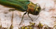 Emerald ash borer confirmed in Aurora, city urges homeowners to take action