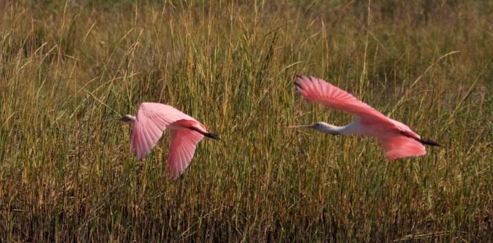 Louisiana wildlife refuges get $49.8M for habitat, recreation