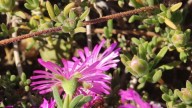 La hermosa planta de rápido crecimiento que llena tus muros y paredes de increíbles flores y vegetación