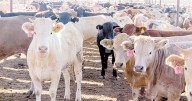 Inspecciones en ranchos y cuarentenarias, clave para el regreso de la exportación de ganado