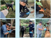 Avanza gusano barrenador del ganado al norte y centro del país; reportan casos en NL y Puebla