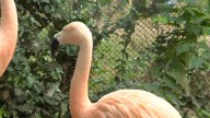 Old cell phones are saving flamingo homes