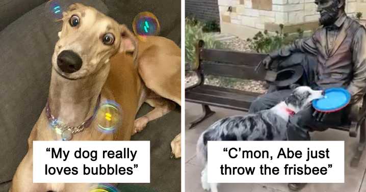 49 Of The Derpiest Dogs Caught On Camera (New Pics)