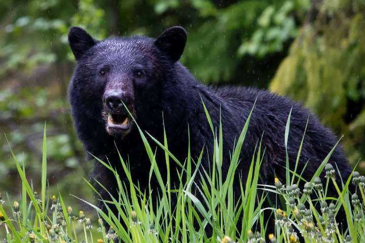 Washington Woman Sentenced in Disturbing Felony Bear Parts Crime