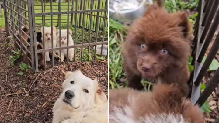 Minnesota Rescuers Bring Joy To Special Needs Puppies Who Couldn't Stop Shaking