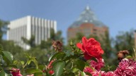 Summer heat returns, cooling trend in sight for Portland
