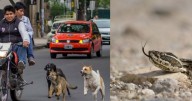 Más de 600 salteños atendidos por mordeduras de perro y decenas por mordeduras de víbora