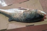 Alerta tras la pesca de la carpa plateada en Entre Ríos: revelaron cómo llegó al río Uruguay
