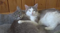 Free Rabies Vaccination Clinic Scheduled on Thursday in Van Etten