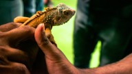 Parthenogenesis: the miracle of 'virgin births' in the animal kingdom