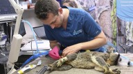 Australia approves world-first vaccine to save koalas from chlamydia