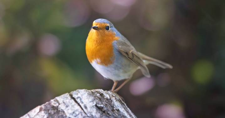 Gardeners discover one simple method to bring robins to their window