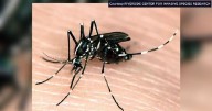 Asian tiger mosquito spotted in Wisconsin
