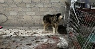 Rescatan a perrito “Apolo” en CDMX; ahora su dueño denuncia a los periodistas
