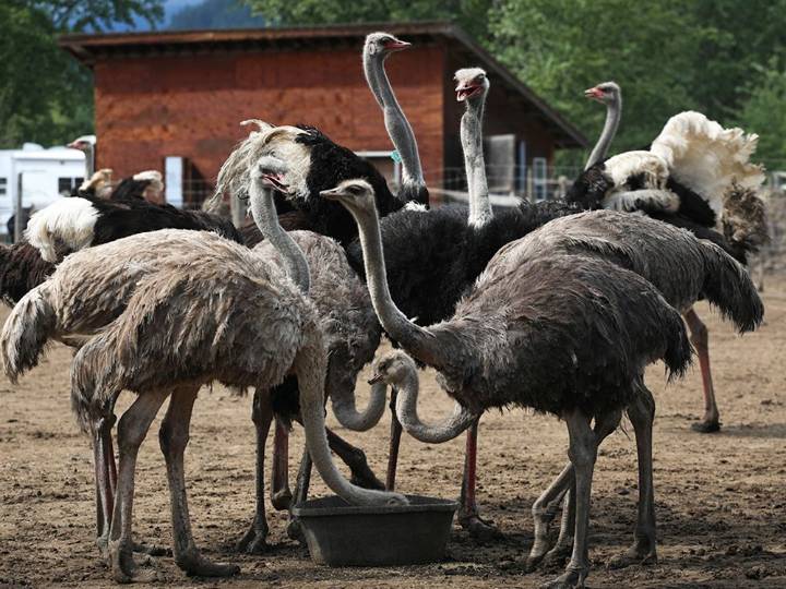 Ostrich politics a bad sign of what our political heads are in: Selley