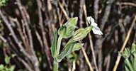 La Jabonera blanca, adubiote das silveiras