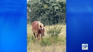 Driver charged after hitting wild horse in Corolla