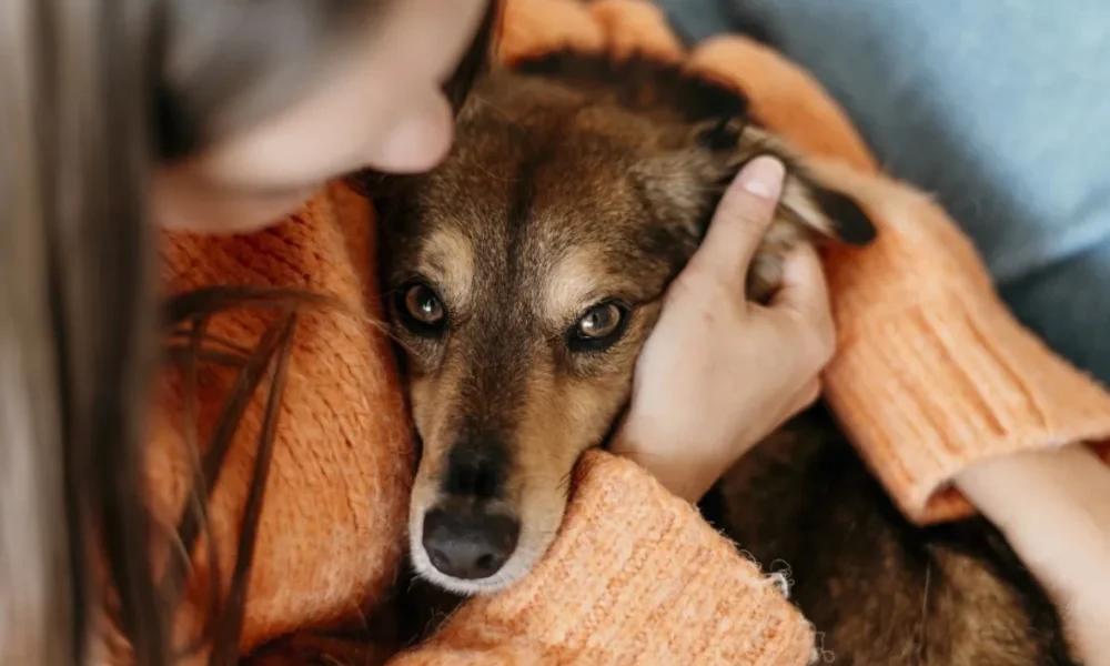Hoy es el Día Mundial del Perro Adoptado: su impacto en Argentina