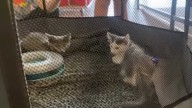 Camelot Theater in Nevada shows 'CatVideoFest 2025' to benefit the Story County Animal Shelter