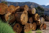 'Troubling': Trump tariffs blamed as prices 'crash' in major industry