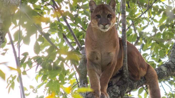 ¡No son rumores ni sospechas! Un puma deambula por zona rural de Sonsón: avise si lo ve