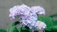 Las hortensias no van más: por qué los expertos desaconsejan tenerlas en casa durante la primavera
