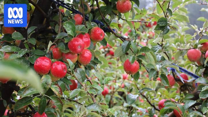 Australian apple growers gain easier access to Canadian market