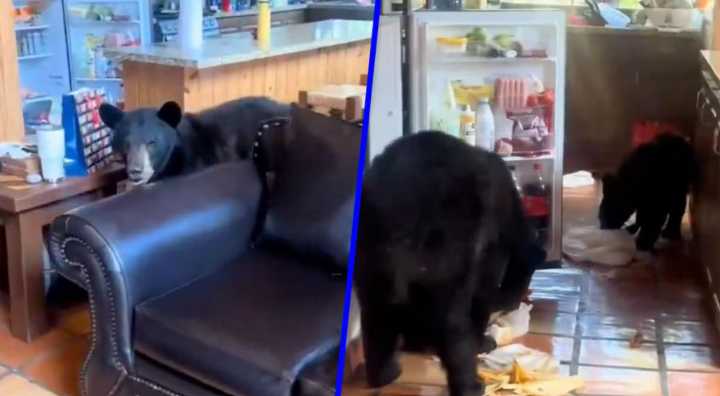 Tres osos invaden cabaña en Arteaga, Coahuila: cómo actuar ante el peligro