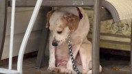 North Carolina Pup Shaking Uncontrollably Begins To Heal With The Help Of A Foster Family