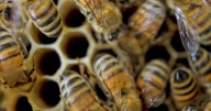 ¿Qué es más letal, una picadura de abeja, la de un alacrán o la picadura de serpiente? La UNAM responde