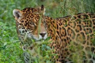 RÉCORD! Corrientes es la provincia líder en conservación de yaguaretés en el Iberá